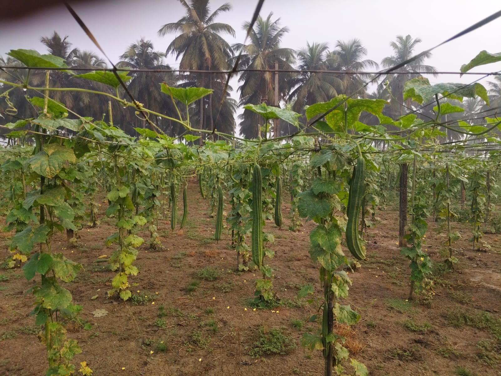 Eluru Rythu Sampada